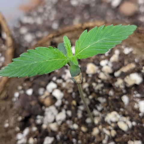 PBH growlog photo: Peanut butter haze f
