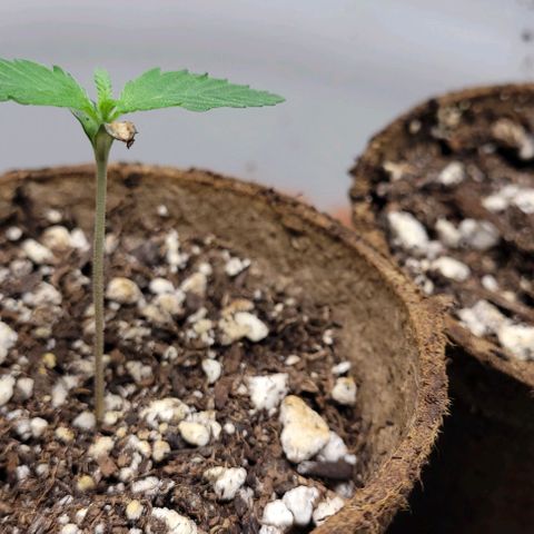 PBH growlog photo: Peanut butter haze f