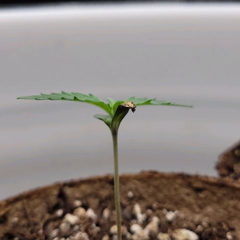 PBH growlog photo: Peanut butter haze f