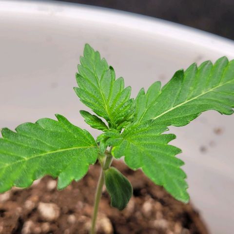 BG growlog timeline photo