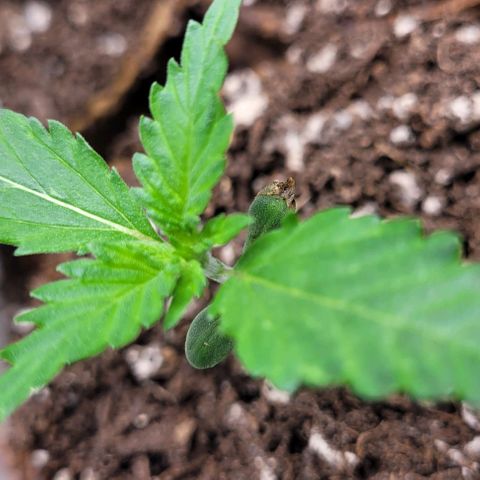 BG growlog timeline photo