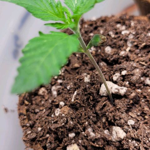 BG growlog timeline photo
