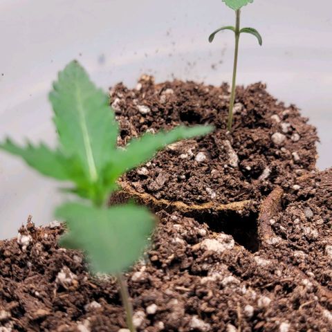 BG growlog timeline photo