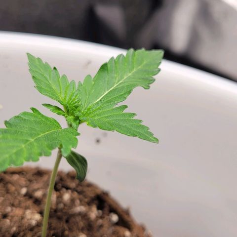 BG growlog timeline photo