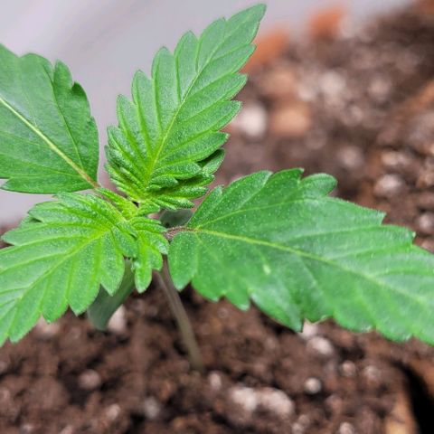 BG growlog timeline photo