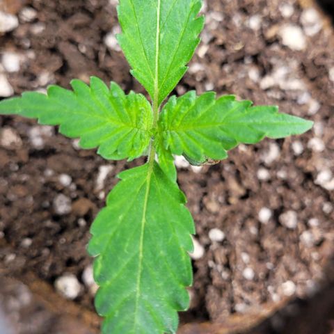 BG growlog timeline photo