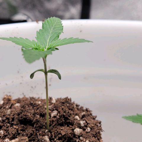 BG growlog timeline photo