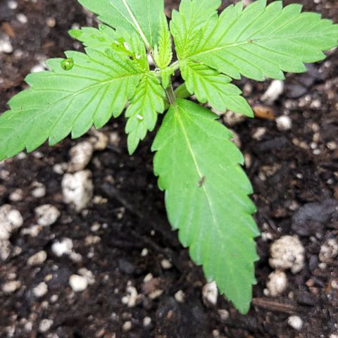 PBH growlog timeline photo