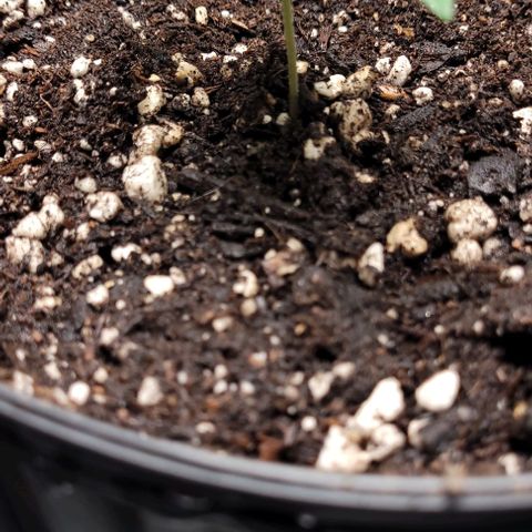 PBH growlog timeline photo