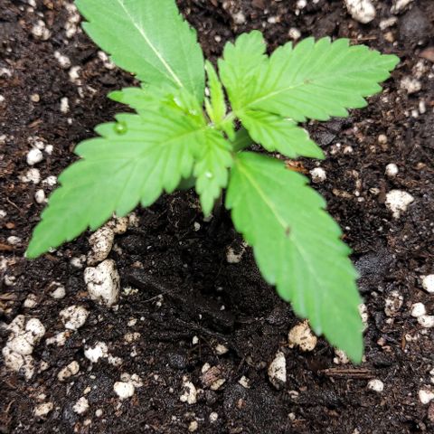PBH growlog timeline photo