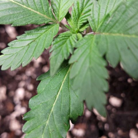 BG growlog photo: 4 different plants
