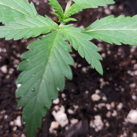 BG growlog photo: 4 different plants