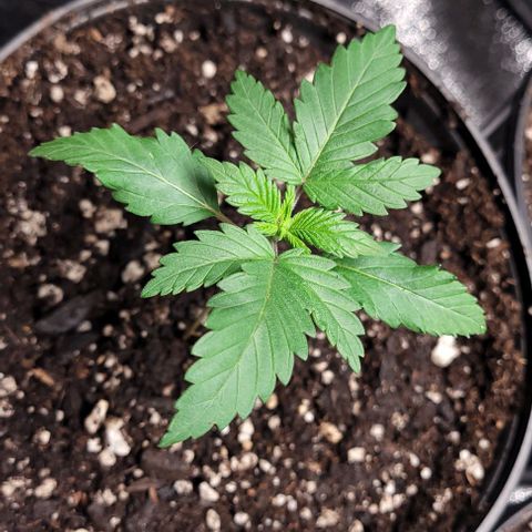 BG growlog photo: 4 different plants