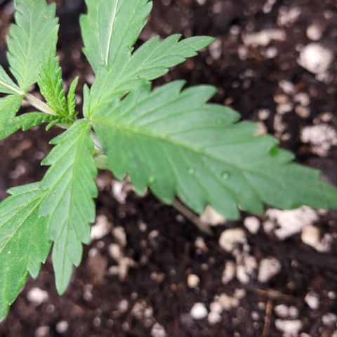 BG growlog photo: 4 different plants