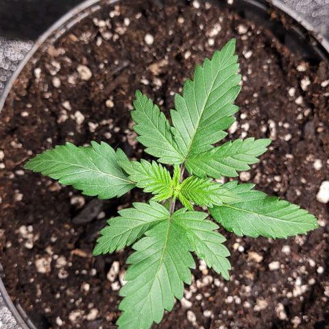 BG growlog photo: 4 different plants