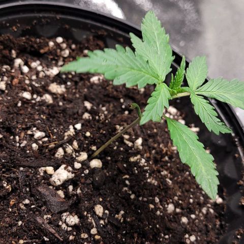 BG growlog photo: 4 different plants