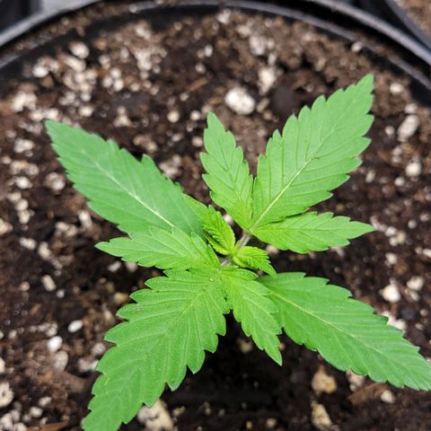 PBH growlog photo: Water only
Light @ about 40% @30inch
