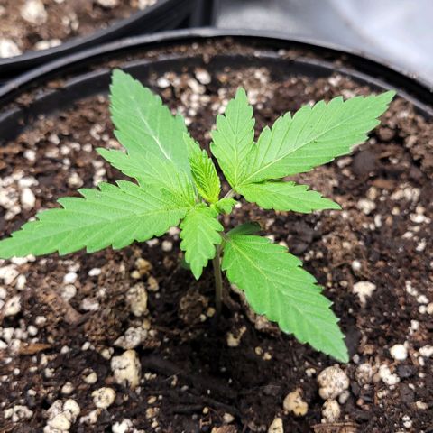 PBH growlog photo: Water only
Light @ about 40% @30inch