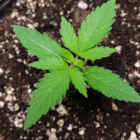 PBH growlog photo: Water only
Light @ about 40% @30inch