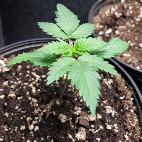 BG growlog photo: Water only
Light @30in @40%
Temp 72-85
Humidity 45-65
