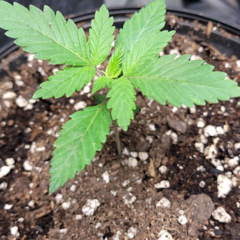 BG growlog photo: Water only
Light @30in @40%
Temp 72-85
Humidity 45-65