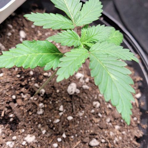 BG growlog photo: Water only
Light @30in @40%
Temp 72-85
Humidity 45-65