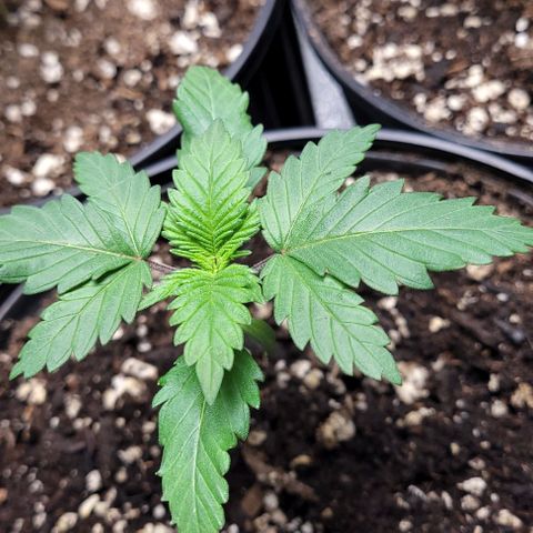 BG growlog photo: Water only
Light @30in @40%
Temp 72-85
Humidity 45-65