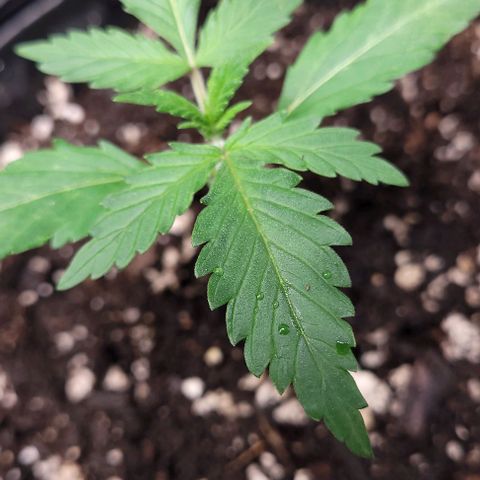 BG growlog photo: Water only
Light @30in @40%
Temp 72-85
Humidity 45-65