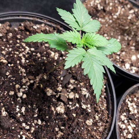 BG growlog photo: Water only
Light @30in @40%
Temp 72-85
Humidity 45-65