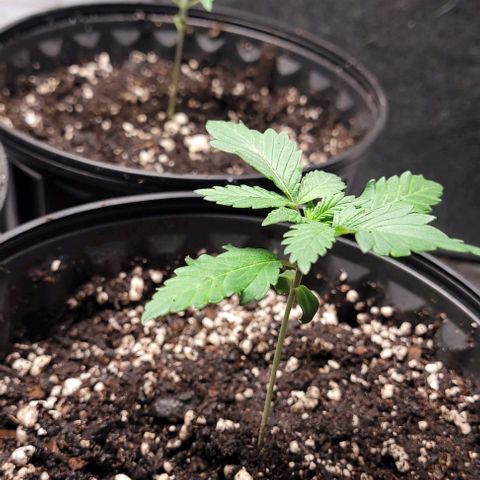 BG growlog photo: Water only
Light @30in @40%
Temp 72-85
Humidity 45-65