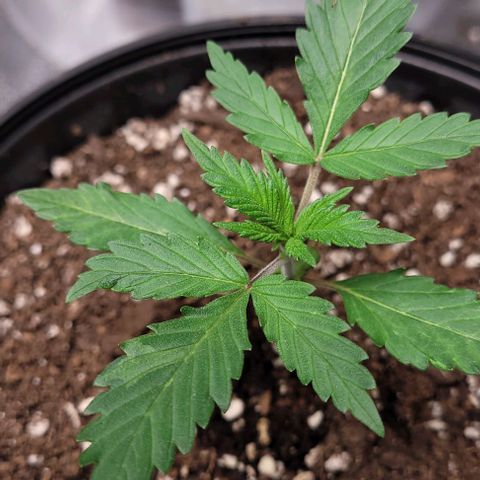 BG growlog photo: Water only
Light @30in @40%
Temp 72-85
Humidity 45-65