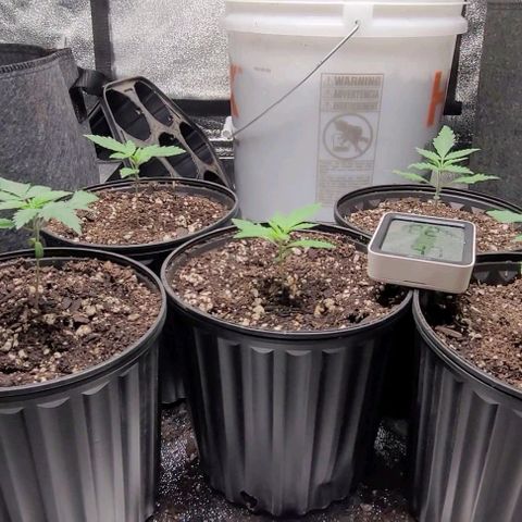 BG growlog photo: Water only
Light @30in @40%
Temp 72-85
Humidity 45-65