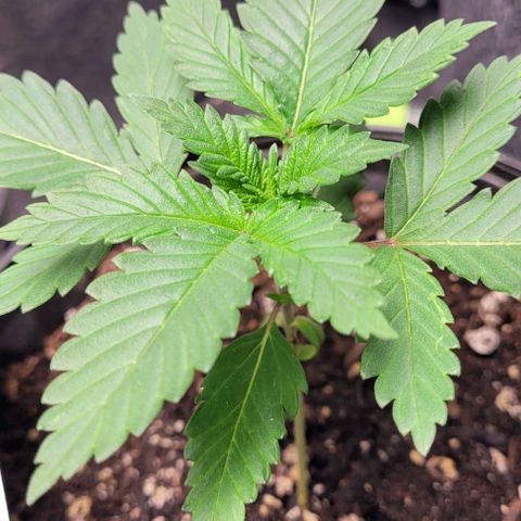 BG growlog timeline photo
