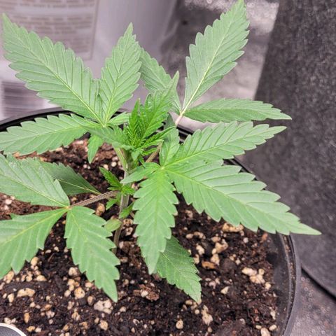 BG growlog timeline photo