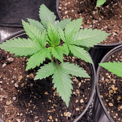 BG growlog timeline photo