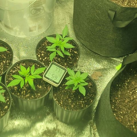 BG growlog timeline photo