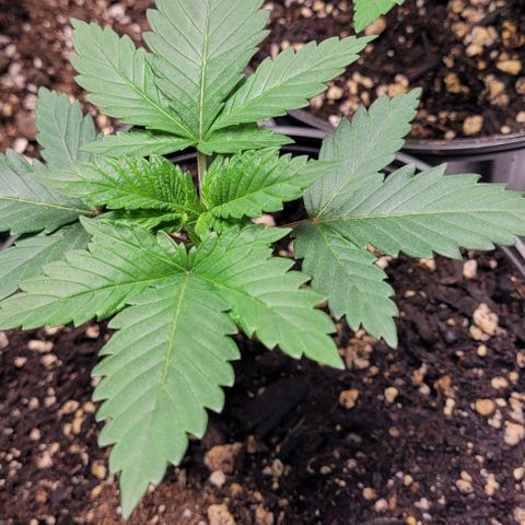 BG growlog timeline photo