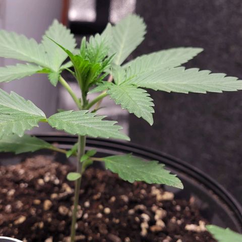 BG growlog timeline photo