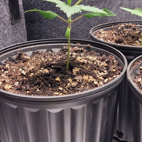 BG growlog timeline photo
