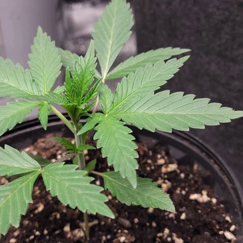 BG growlog timeline photo