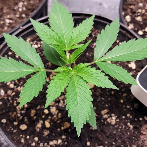 PBH growlog timeline photo