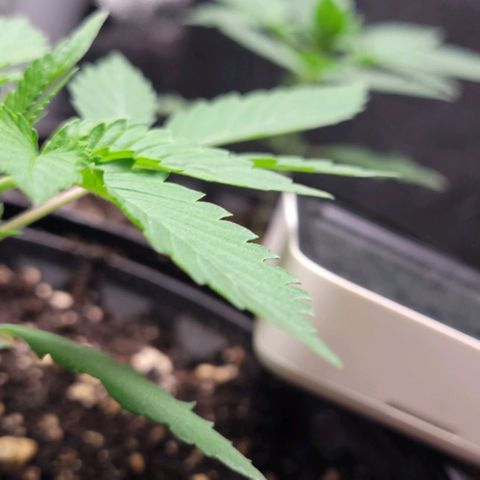 PBH growlog timeline photo