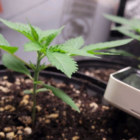 PBH growlog timeline photo