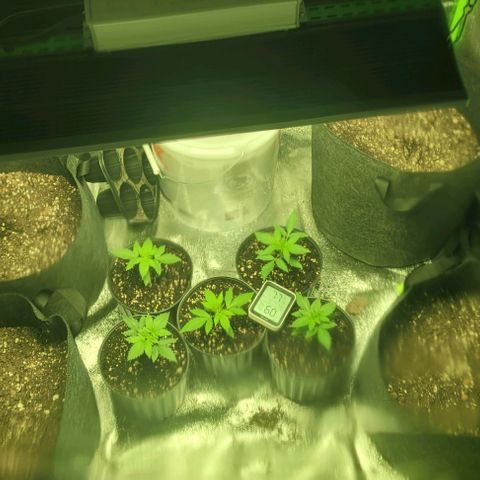 BG growlog timeline photo