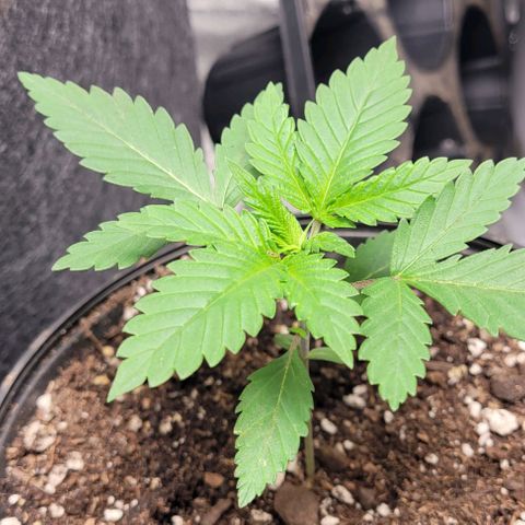 BG growlog timeline photo