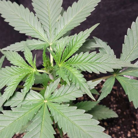 BG growlog timeline photo