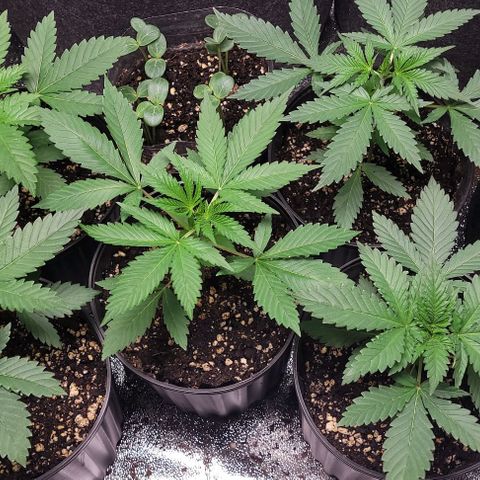 BG growlog timeline photo