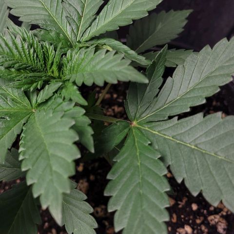 BG growlog timeline photo