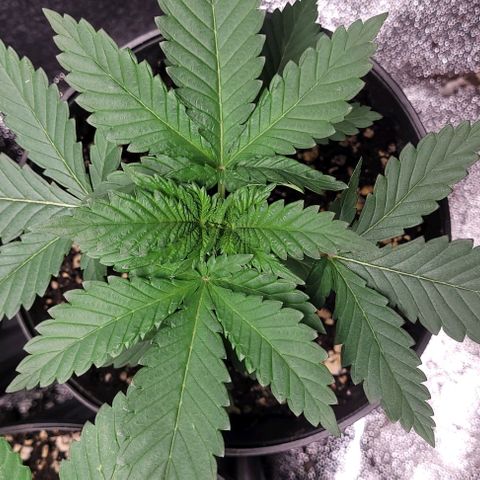 BG growlog timeline photo
