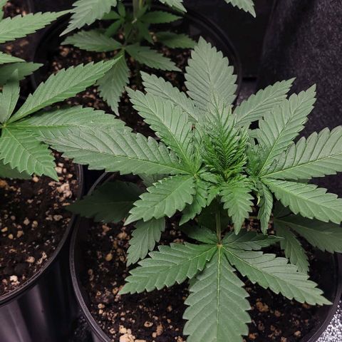 BG growlog timeline photo